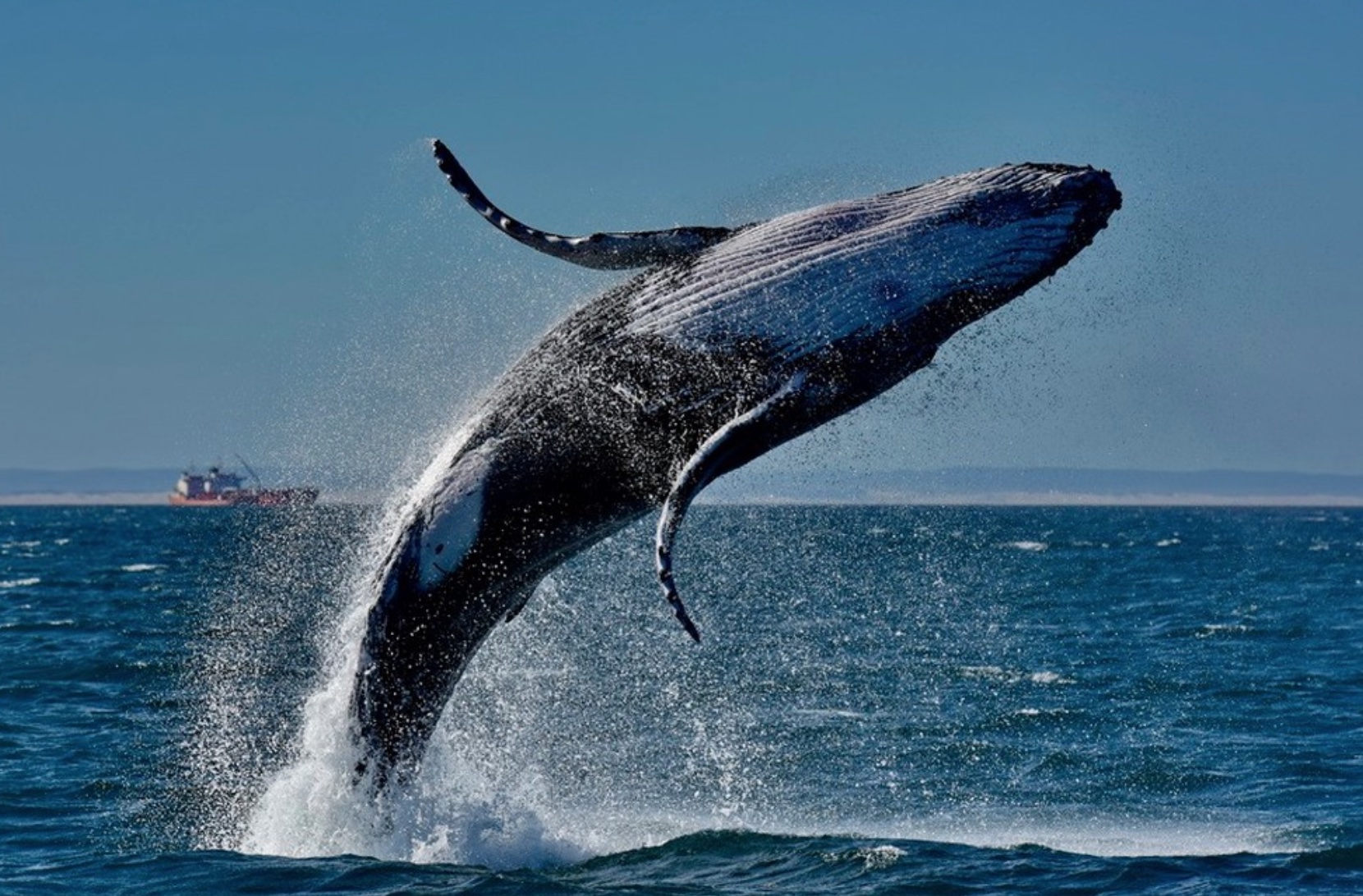 Whales off the coast of Plettenberg Bay
